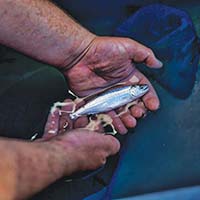 Hands holding juvenile salmon at the surface of water