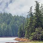 Trees on a river bank